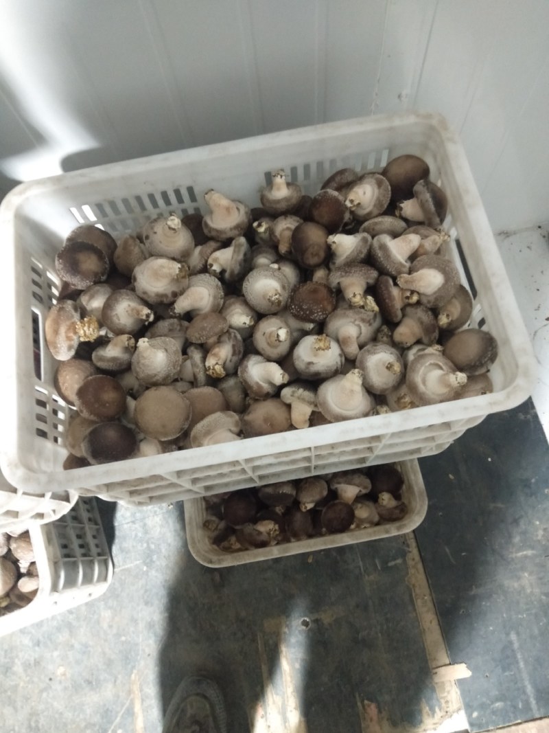 家庭农场。香菇大棚。新鲜香菇。