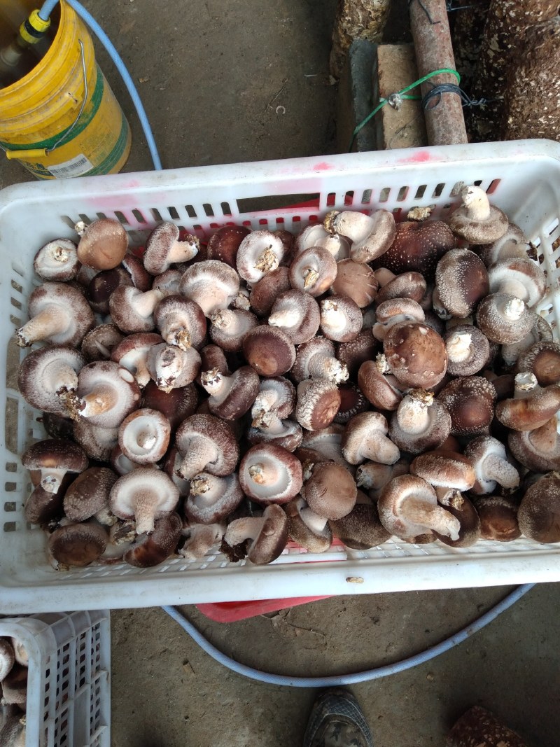 家庭农场。香菇大棚。新鲜香菇。