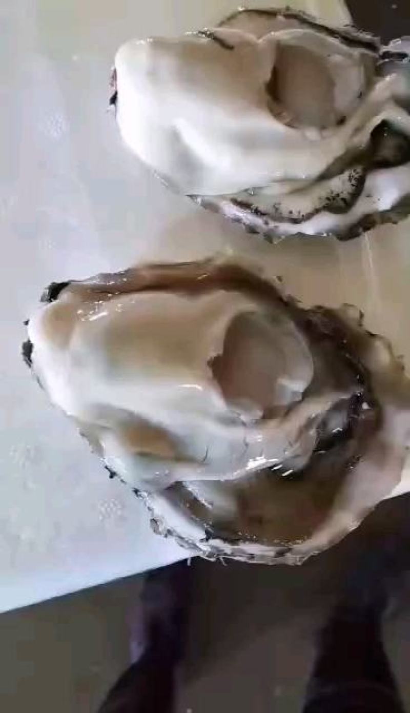大连蚝黄蚝薄壳肥度8成以上全规格出货优先