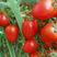 新鲜圣女果樱桃小番茄西红柿孕妇儿童水果5件1件包