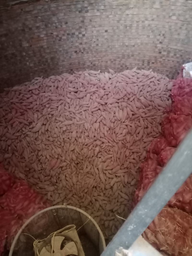 河南开封尉氏精品西瓜红红薯窖藏大吨位质量好货源充足