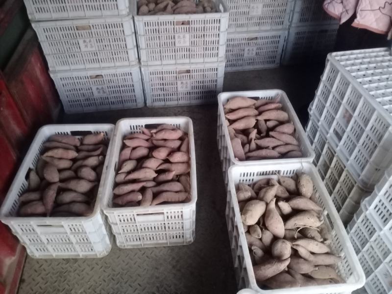河南开封尉氏精品西瓜红红薯窖藏大吨位质量好货源充足