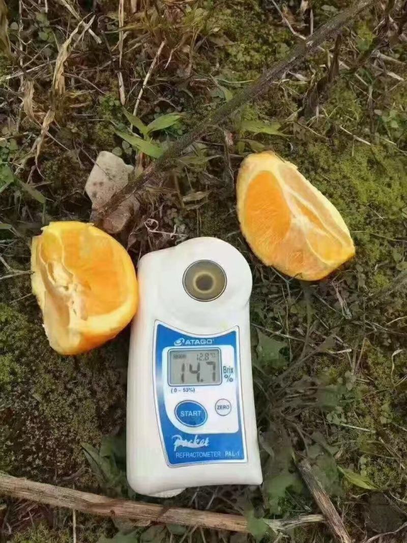 蜜香橙纯甜无酸，自然成熟，不打甜蜜素，新鲜健康