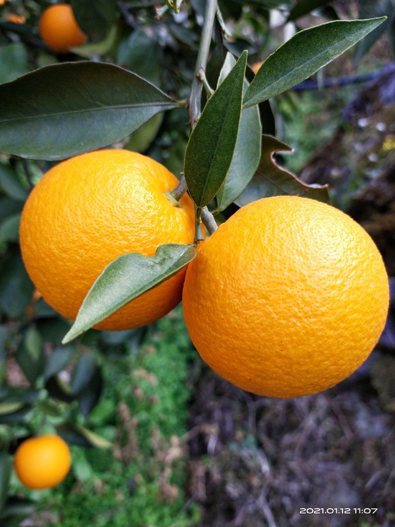 蜜香橙纯甜无酸，自然成熟，不打甜蜜素，新鲜健康