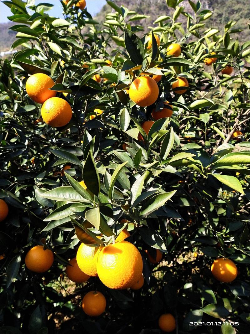 蜜香橙纯甜无酸，自然成熟，不打甜蜜素，新鲜健康