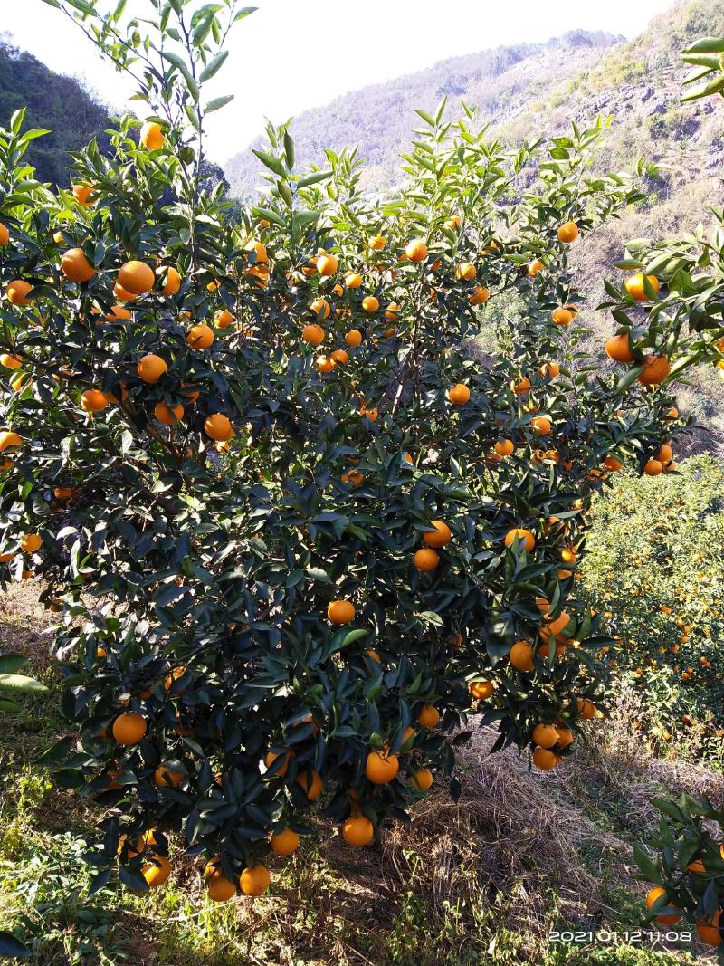 蜜香橙纯甜无酸，自然成熟，不打甜蜜素，新鲜健康