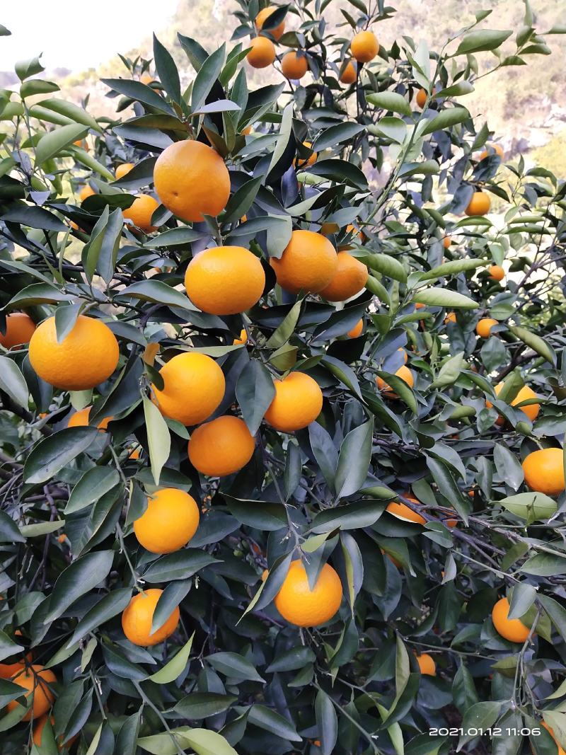蜜香橙纯甜无酸，自然成熟，不打甜蜜素，新鲜健康