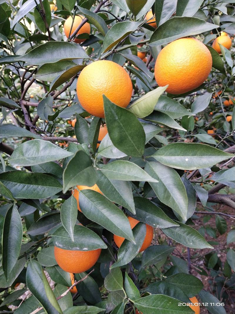 蜜香橙纯甜无酸，自然成熟，不打甜蜜素，新鲜健康