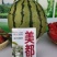 美都西瓜种子,美之都早熟26天高糖5一9公斤