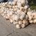 精品圆根萝卜，个大，品相好，量大