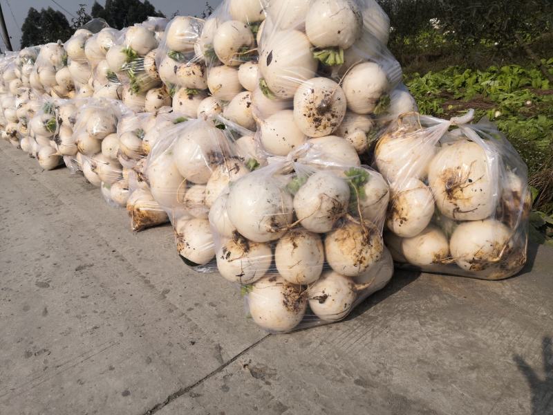 精品圆根萝卜，个大，品相好，量大