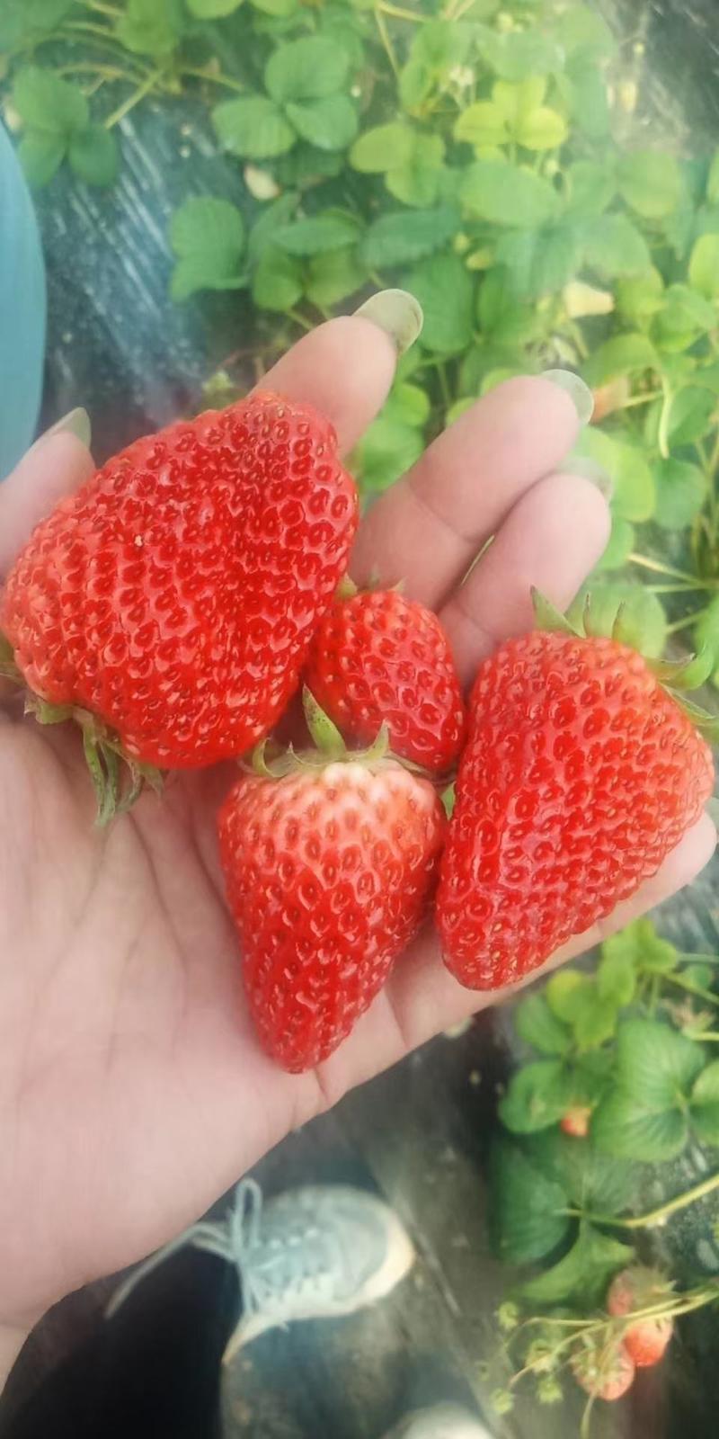 菏泽红颜草莓基地批发采购，欢迎全国采购商前来咨询采购。
