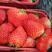 菏泽红颜草莓基地批发采购，欢迎全国采购商前来咨询采购。