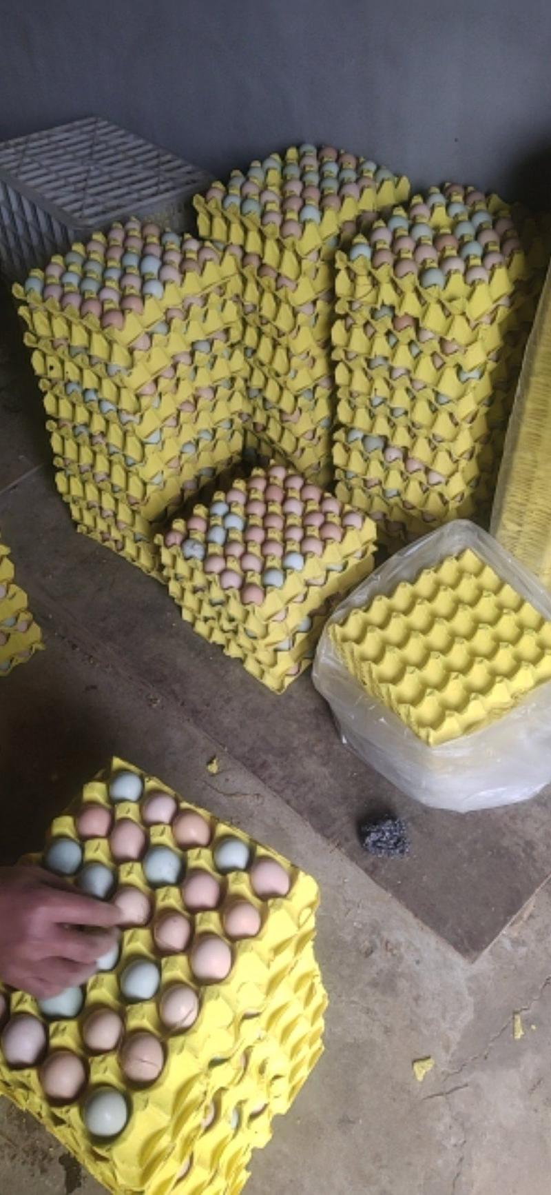【推荐】正宗散养土鸡蛋，12个一斤，绿壳65%，自产自销