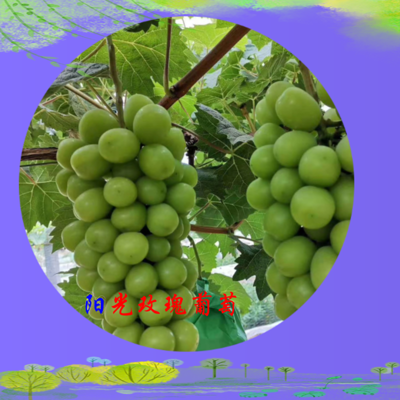 2022年阳光玫瑰成熟陕西大荔阳光玫瑰加工厂电商