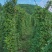 出售北沙参，山胡萝卜，山地瓜种子
