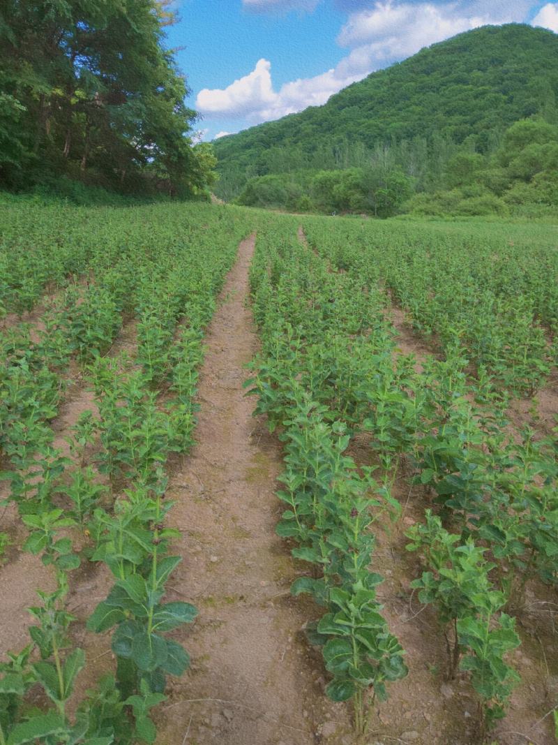 中药材出售白薇苗子，种子，大货有需要的朋友请与我联系
