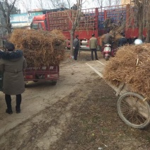 占地毛桃长期供应桃树苗毛桃可嫁接桃树实生苗批发零售