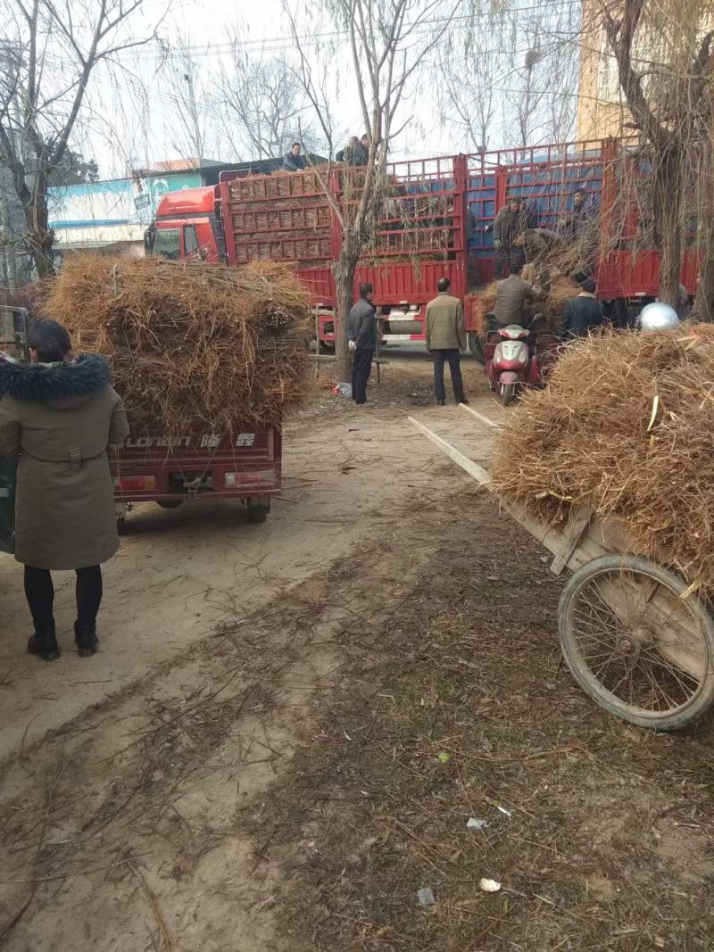 占地毛桃长期供应桃树苗毛桃可嫁接桃树实生苗批发零售