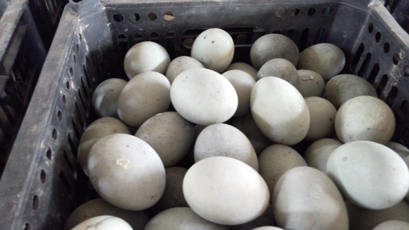 无铅松花蛋赶集早市年前赚钱产品