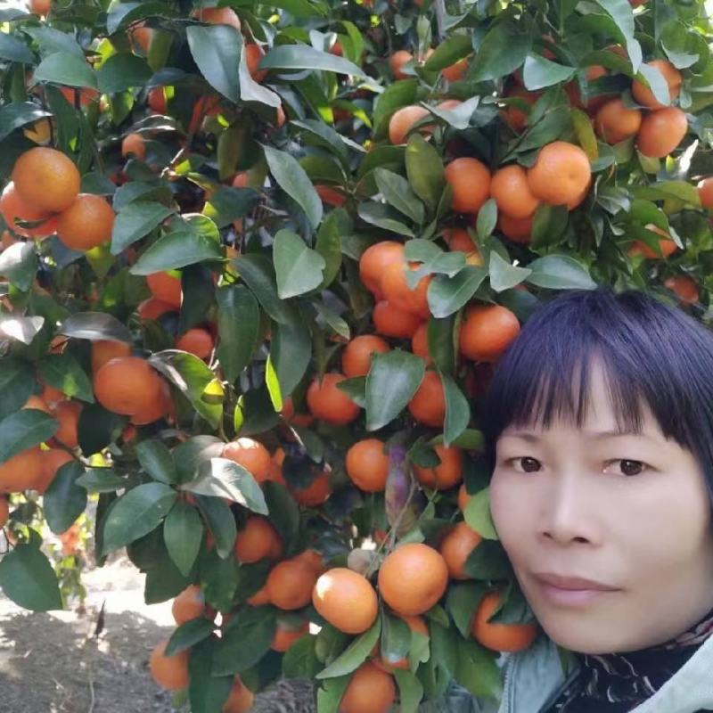 广西博白沃柑产地批发广西武鸣沃柑产地批发