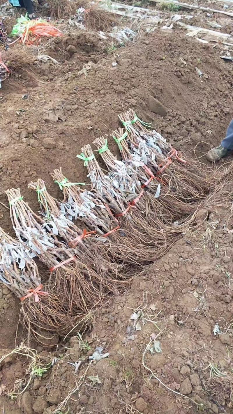 阳光十三葡萄苗（天香玫瑰)粒大香甜，保纯保活，基地直发
