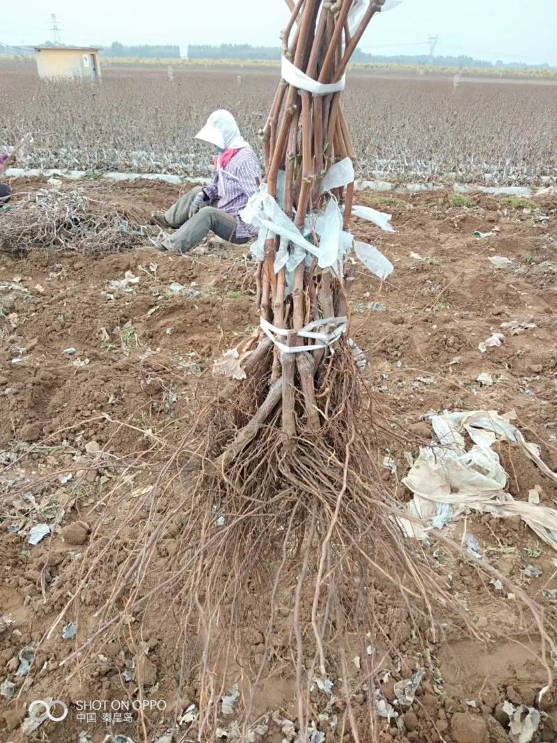 阳光十三葡萄苗（天香玫瑰)粒大香甜，保纯保活，基地直发
