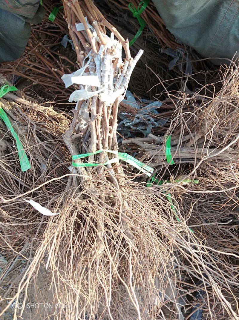 阳光十三葡萄苗（天香玫瑰)粒大香甜，保纯保活，基地直发