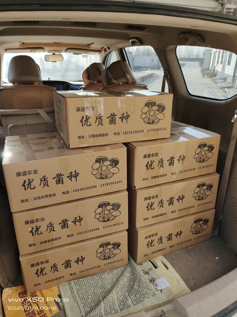 平菇菌种销售高中低温品种灰黑色菇形美纯度高抗杂高