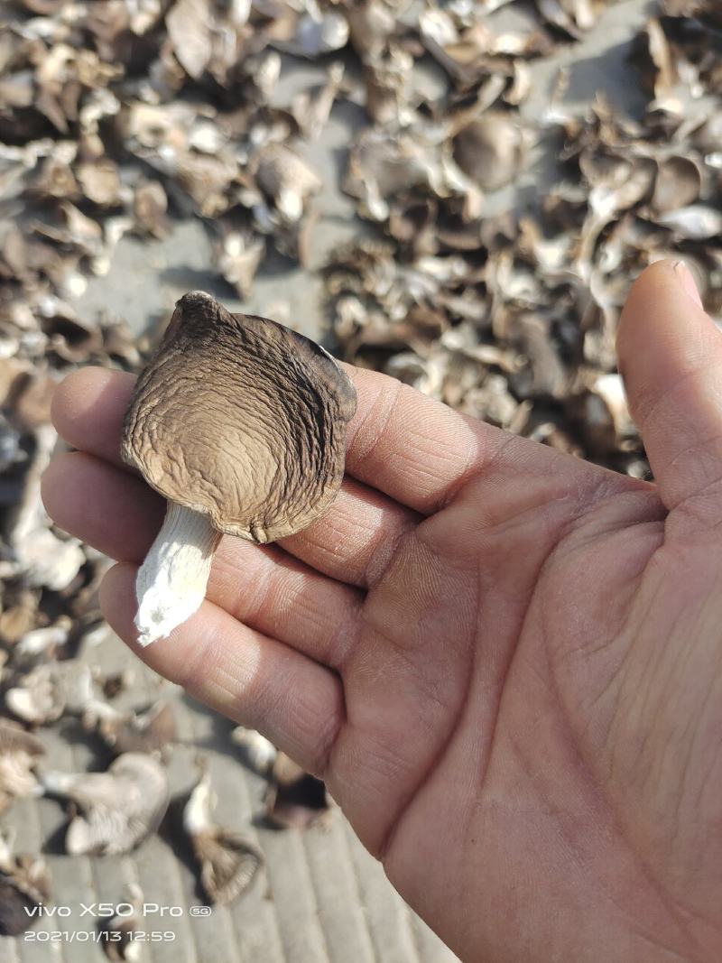 河南辉县干平菇一手货源基地直发全国单件起发
