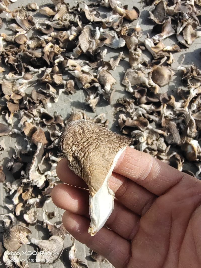 河南辉县干平菇一手货源基地直发全国单件起发