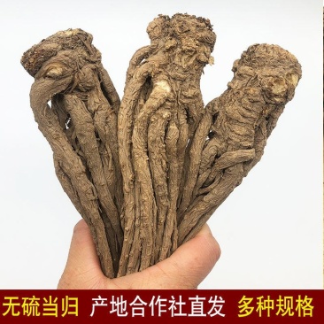 （包邮）甘肃岷县无硫大条当归，当归片产地直供，质量保