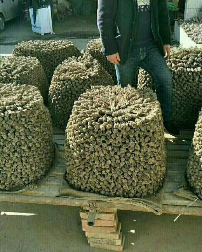 （包邮）甘肃岷县无硫大条当归，当归片产地直供，质量保