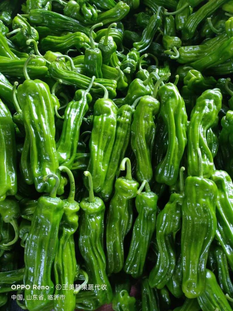 1薄皮椒芜湖椒【新优】欢迎致电洽谈价格【以质论价】保证质量