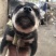 柴犬，小体柴犬活波可爱！聪明伶俐！