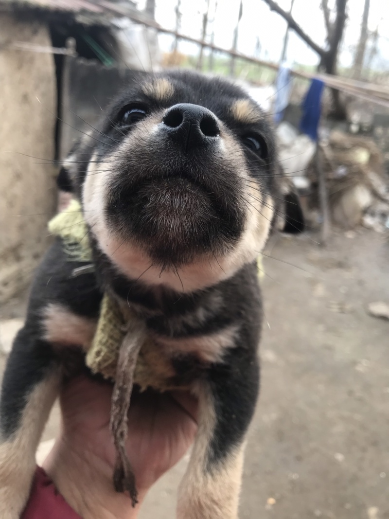 柴犬，小体柴犬活波可爱！聪明伶俐！