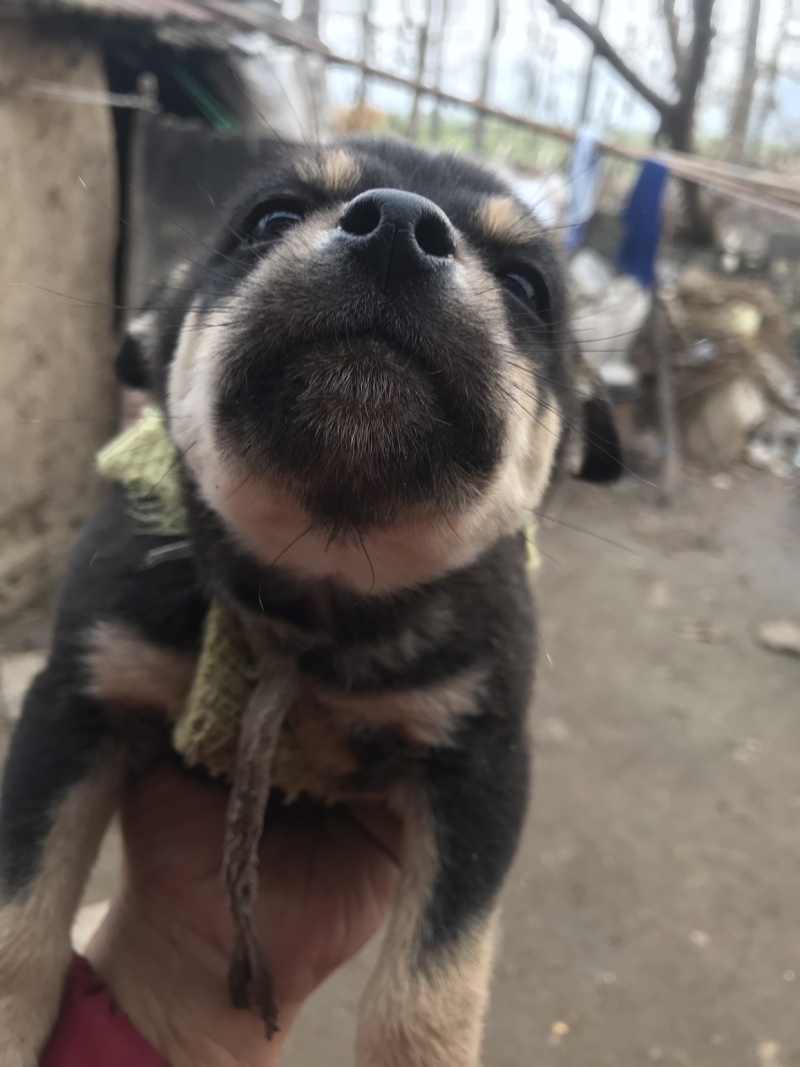 柴犬，小体柴犬活波可爱！聪明伶俐！