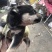 柴犬，小体柴犬活波可爱！聪明伶俐！