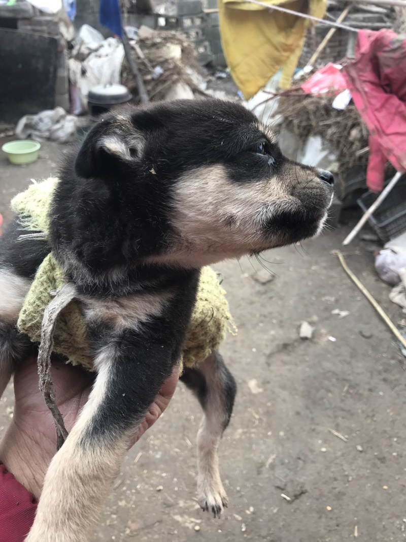 柴犬，小体柴犬活波可爱！聪明伶俐！