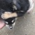 柴犬，小体柴犬活波可爱！聪明伶俐！