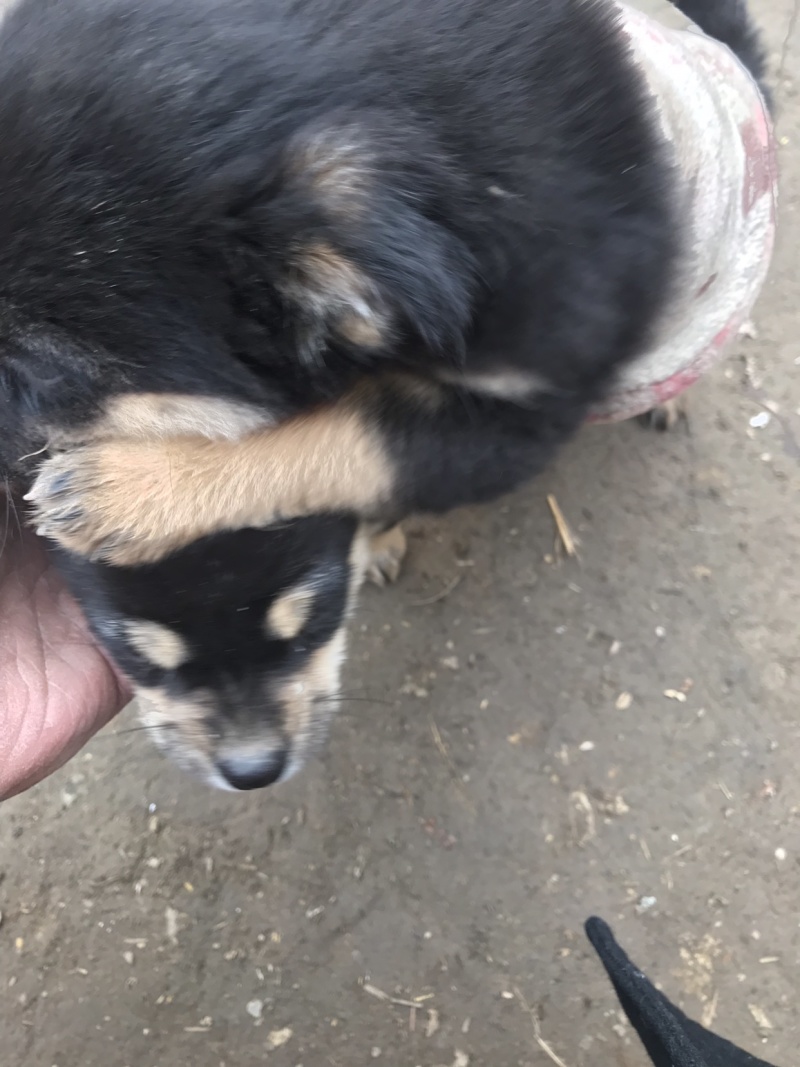 柴犬，小体柴犬活波可爱！聪明伶俐！