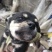 柴犬，小体柴犬活波可爱！聪明伶俐！