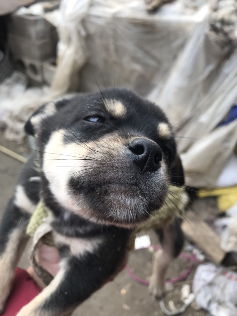 柴犬，小体柴犬活波可爱！聪明伶俐！