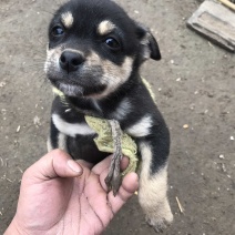 柴犬，小体柴犬活波可爱！聪明伶俐！