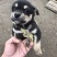 柴犬，小体柴犬活波可爱！聪明伶俐！