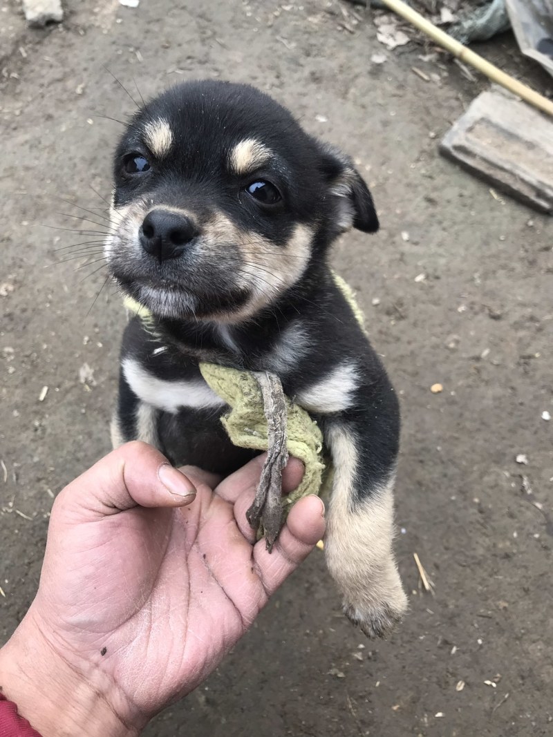 柴犬，小体柴犬活波可爱！聪明伶俐！