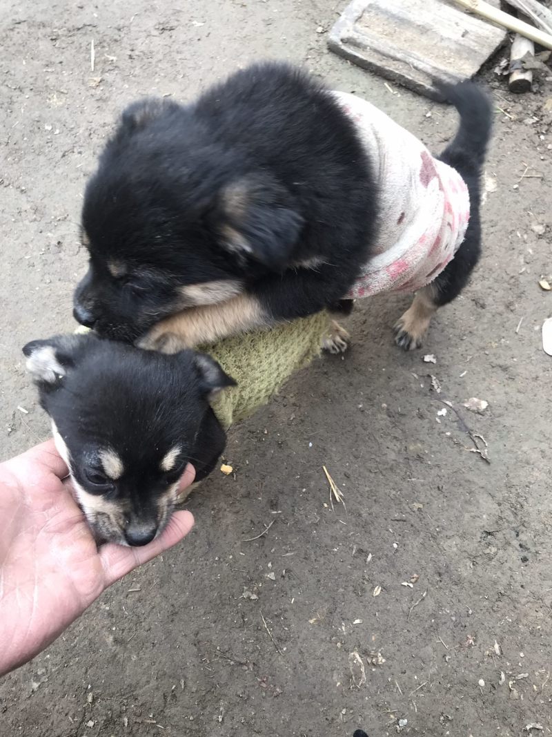 柴犬，小体柴犬活波可爱！聪明伶俐！