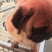 柴犬，小体柴犬活波可爱！聪明伶俐！