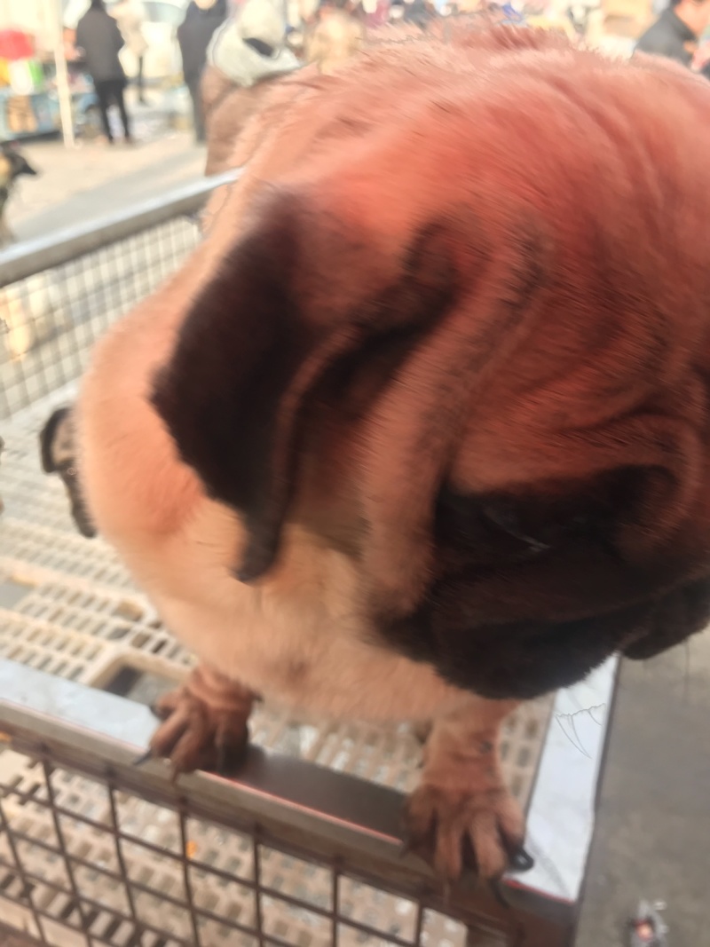柴犬，小体柴犬活波可爱！聪明伶俐！