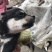 柴犬，小体柴犬活波可爱！聪明伶俐！